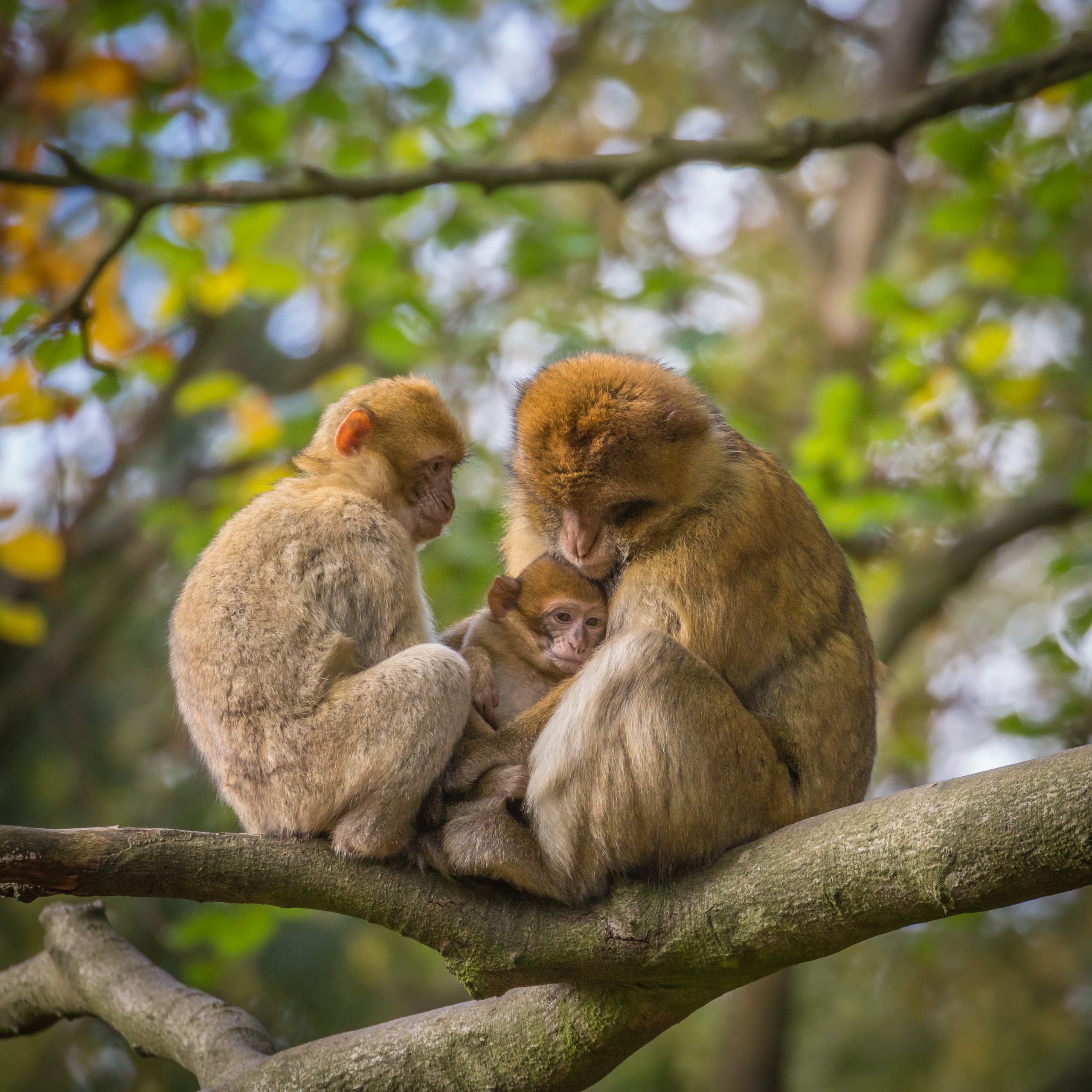 What Humans Can Learn from Empowered Females Primates That Keep Families Together – ryan