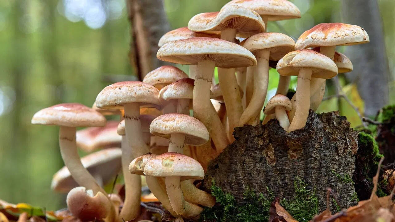 The world’s bitter mushroom, after which the bitter calebas failed