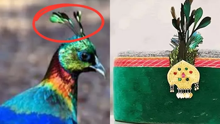 Himachal News: Monal’s crest seen on a hill cap can be prison, you won’t be able to display on social media – ban on picking and feathers from Monal on Hill Cap in Himachal can lead to jail