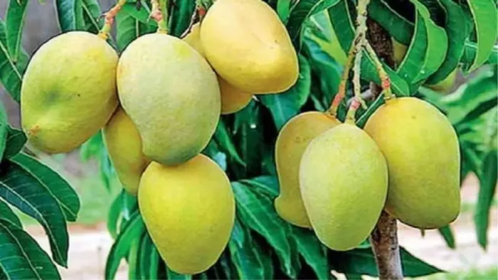 Farmers will be rich! Put Mango Orchard, get a 30,000 grant from the government; What is this new scheme? -Mau -Farmers to receive 30000 Award for Mango -board