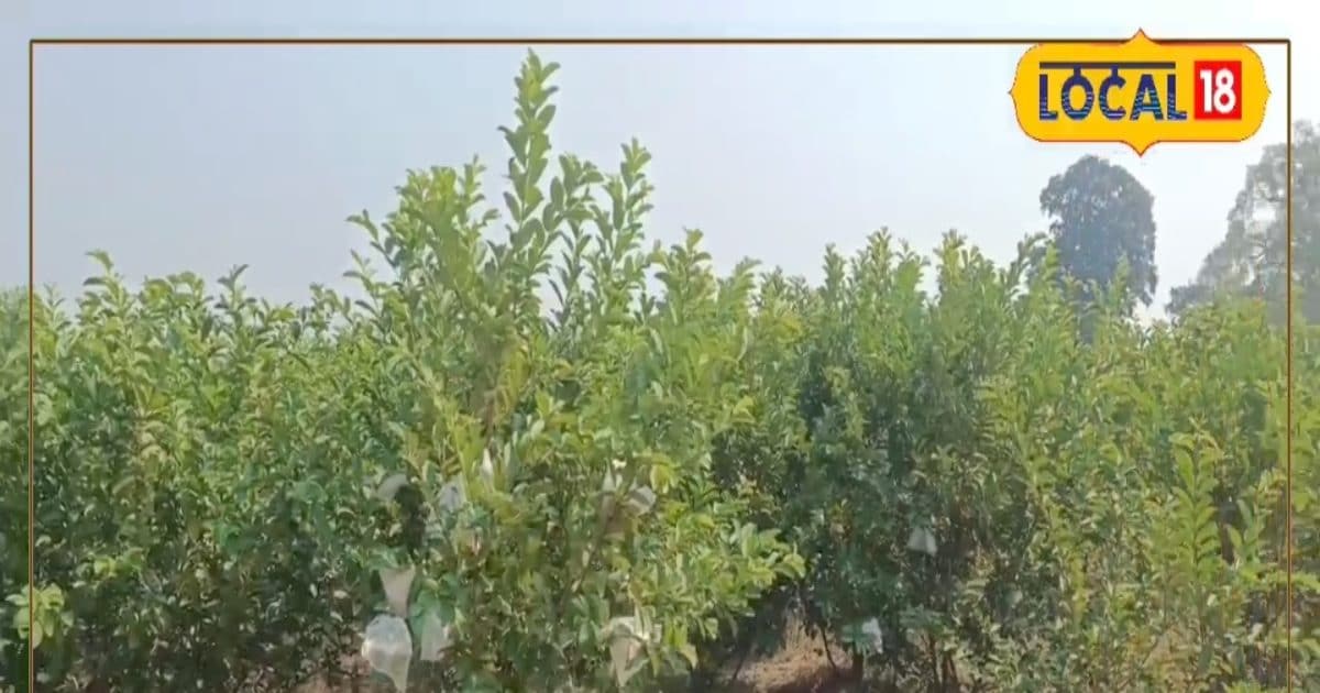 While planting guava trees, farmers should not forget this mistake … otherwise everything can dry