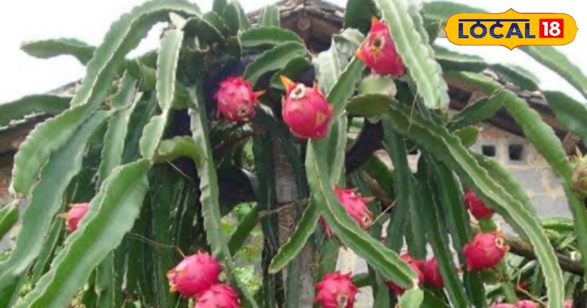Dragon Fruit Plant will be available here for 40 rupees in Bihar will earn a lot