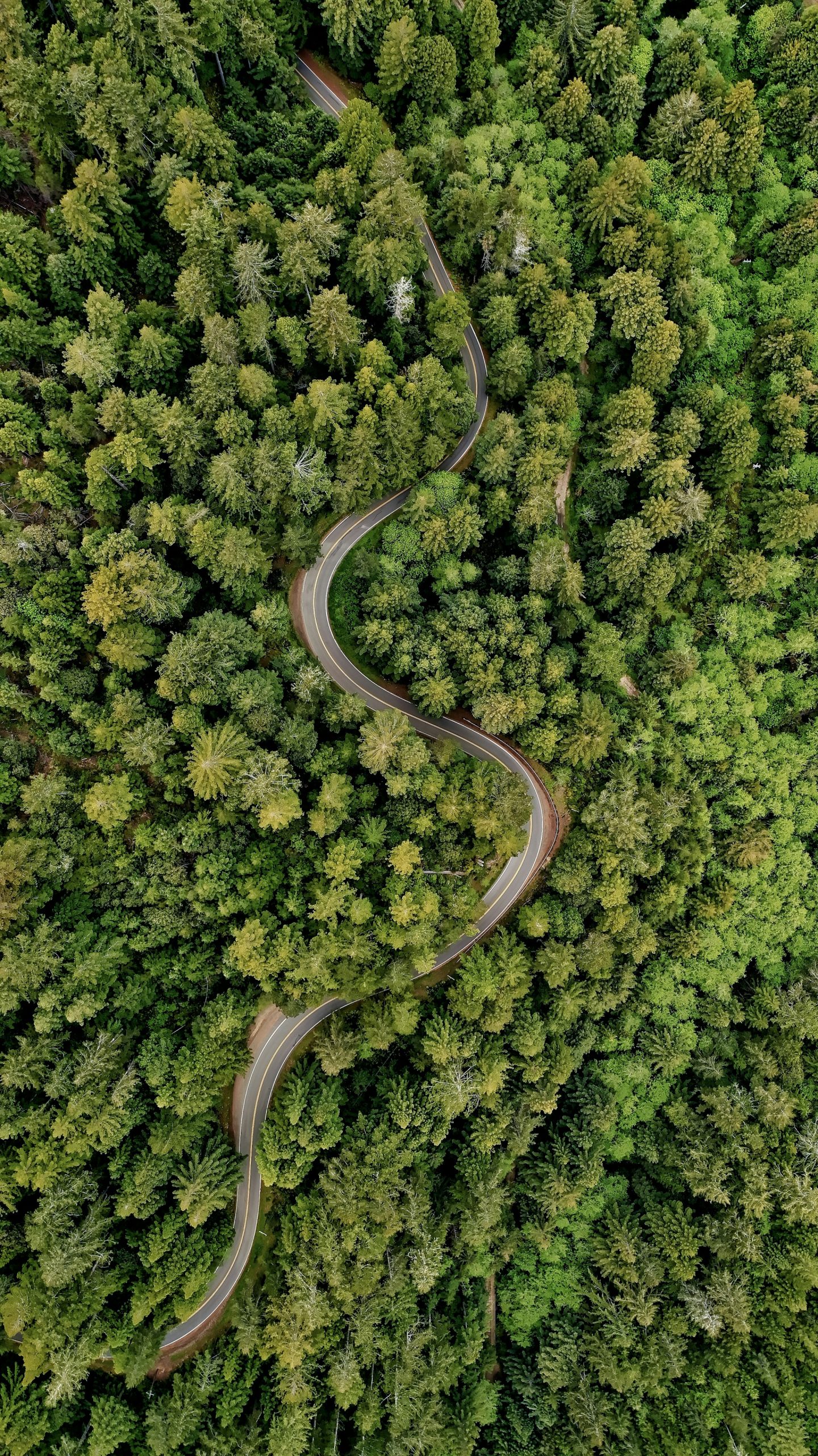Why are the lungs of the earth?