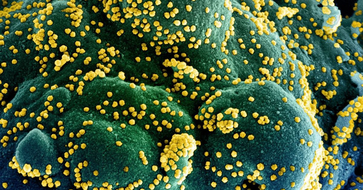 Scientists develop a smart platform that reveals infection and stops the outbreak of diseases