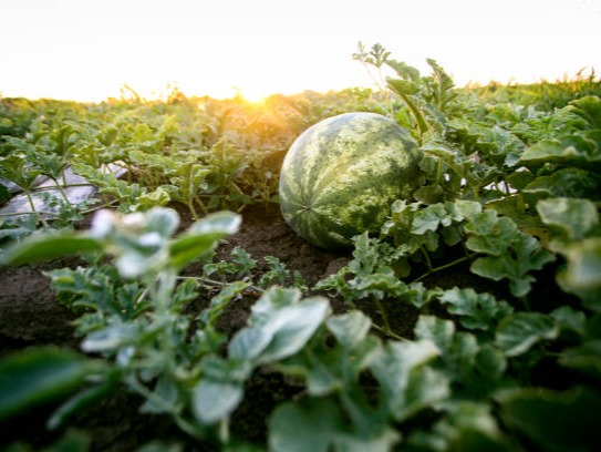 Cultivate watermelon in pot at home