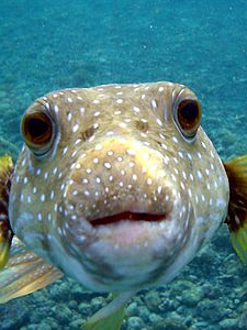 World’s 10 most dangerous fish