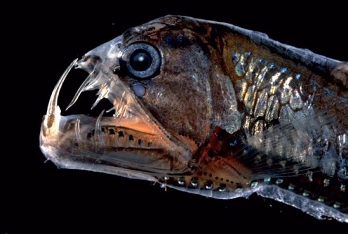 It is the world’s most unique fish, which also dies alive