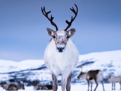 These 8 animals live in ice