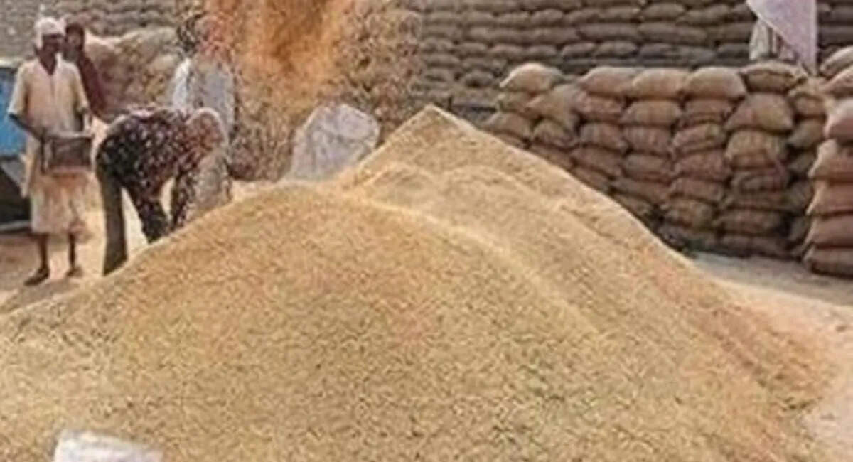 Decrease in government of government wheat in Bhojpur, farmers give preference to private traders for better benefits