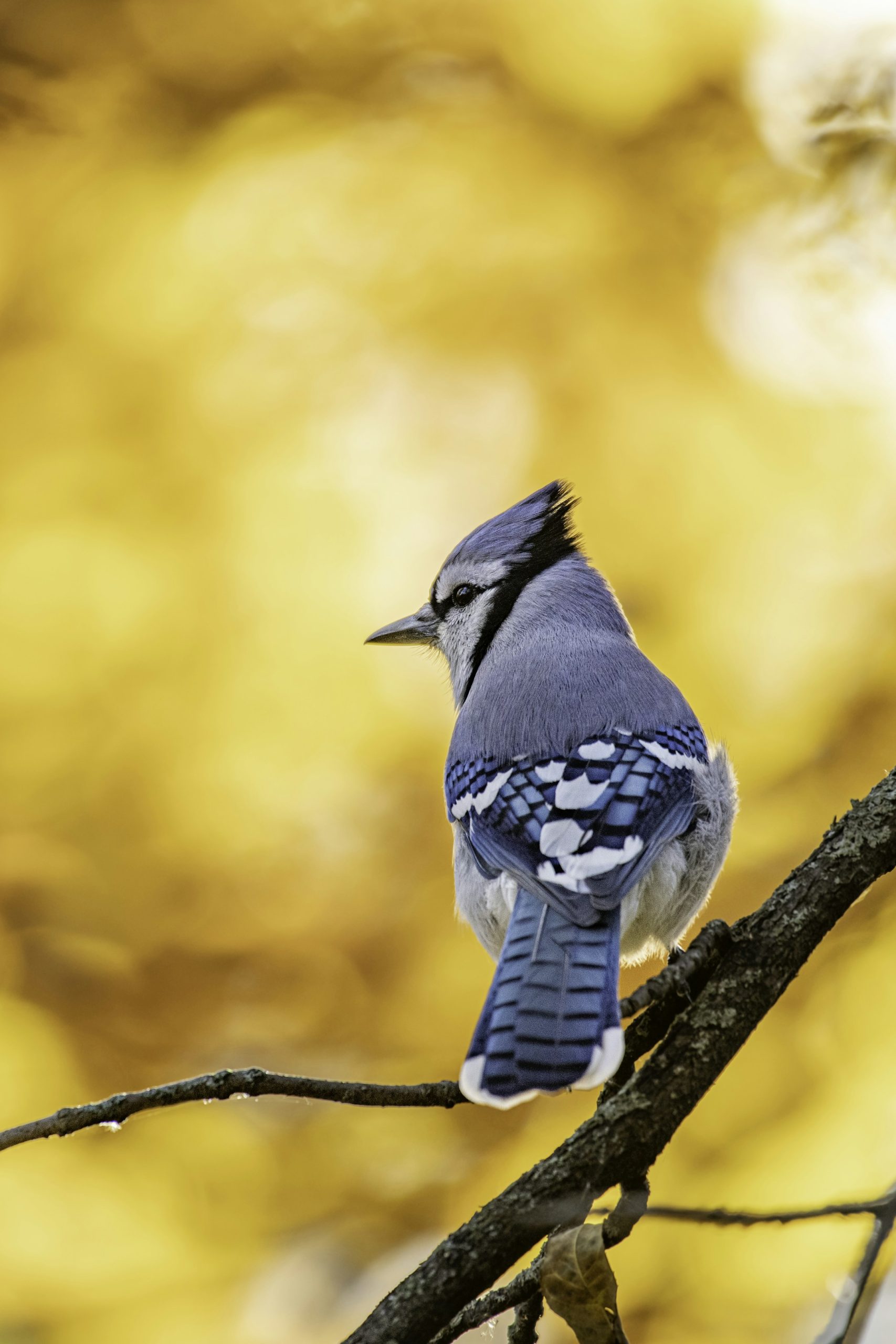 10 most toxic birds in the world