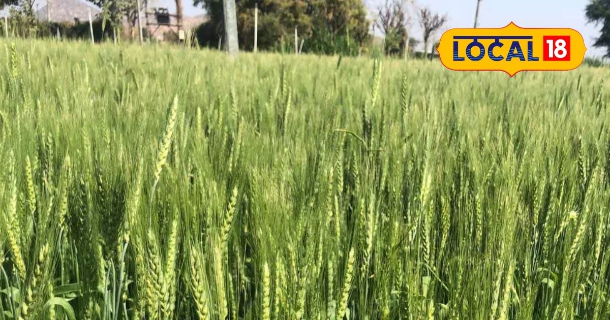 M.com Farmer’s beautiful idea, earn 1 lakh from low country, this kind of wheat cultivated