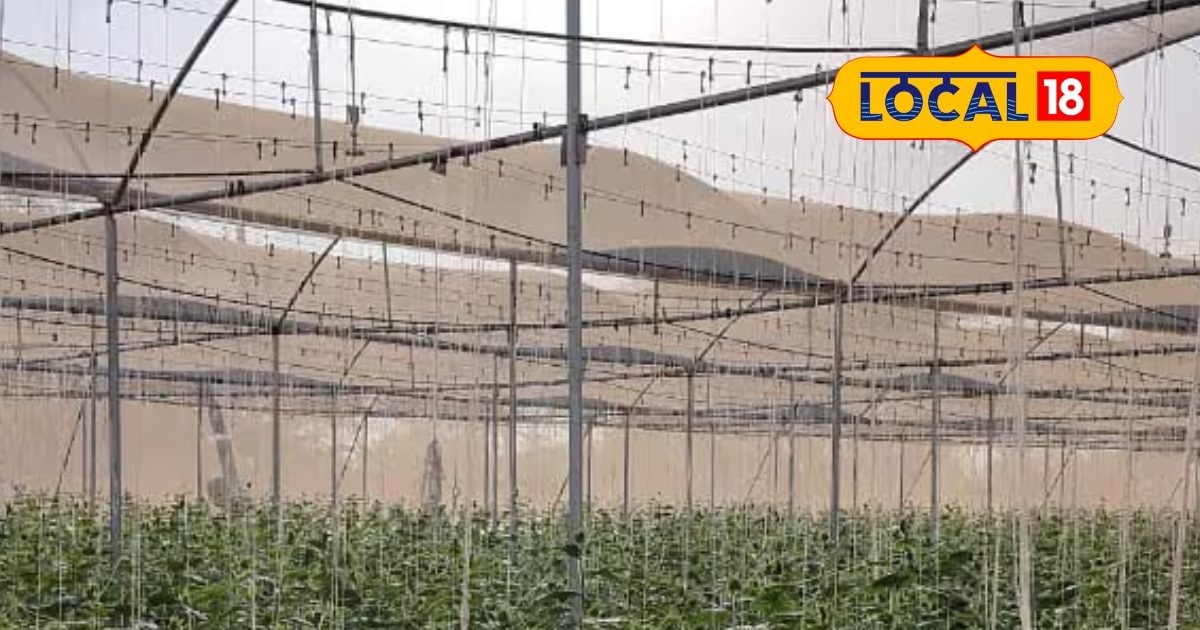 The farmer grew cucumbers in the net house, millions of subsidy with 70% subsidy, became examples!