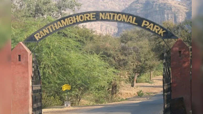After the attack on the tiger’s child in Ranthambore, the Ganesh temple opened for dedicates, but it will still remain closed