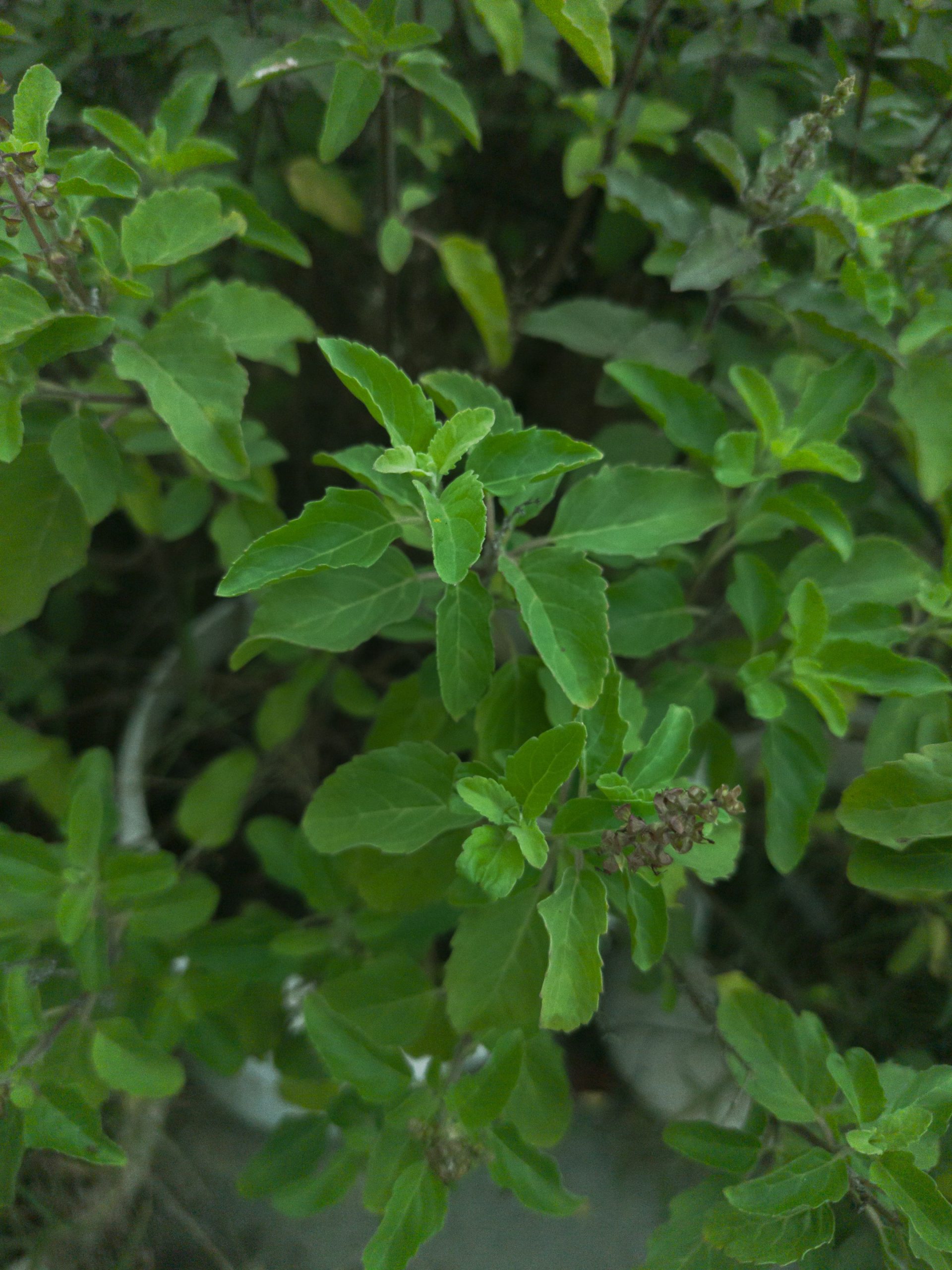 Benefits of chewing basil leaves