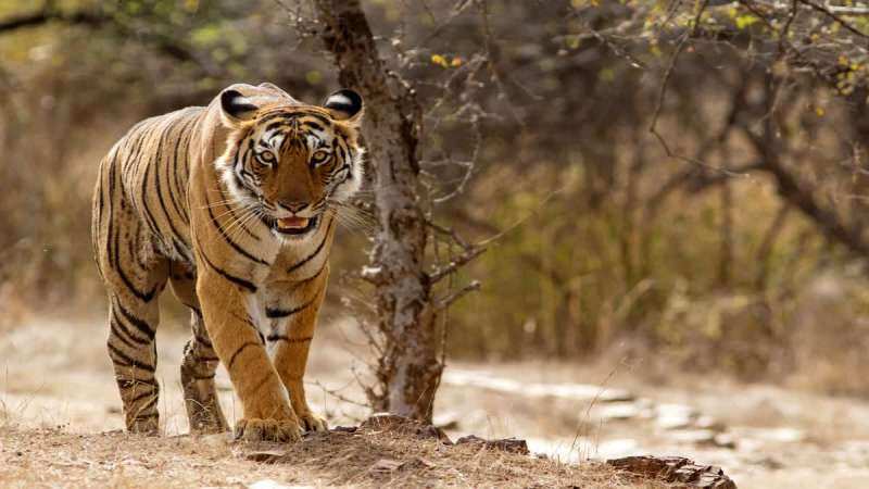 Ranthambore Tiger Reserve is just as dangerous as beautiful from the outside, which creatures are seen in the video?