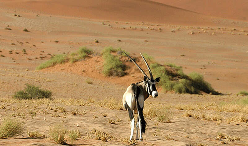 Why does the first choice of wildlife lovers spread over 3162 square kilometers? Watch in the video and decide yourself