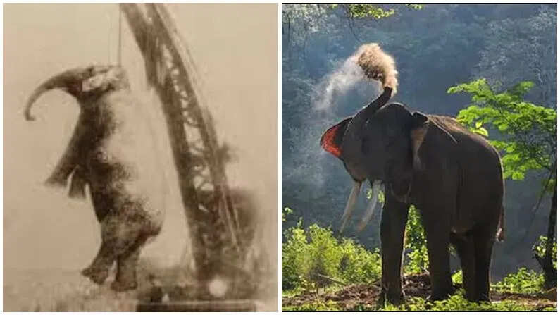 Elephant was punished here 107 years ago, the reason will be surprised