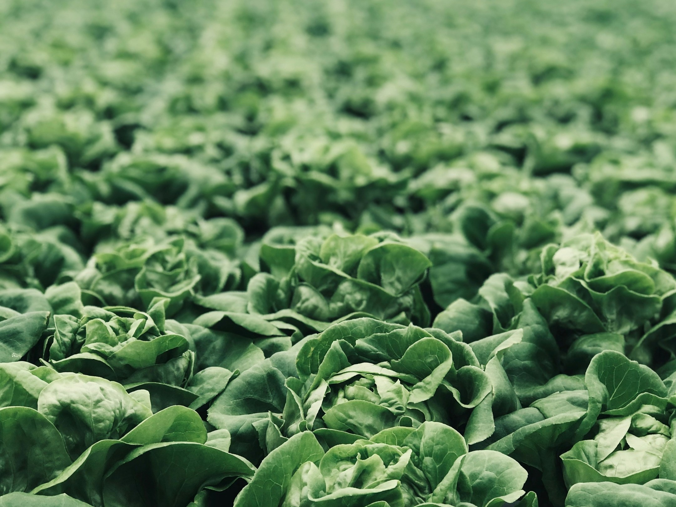 Should eat these 7 leafy green vegetables in winter