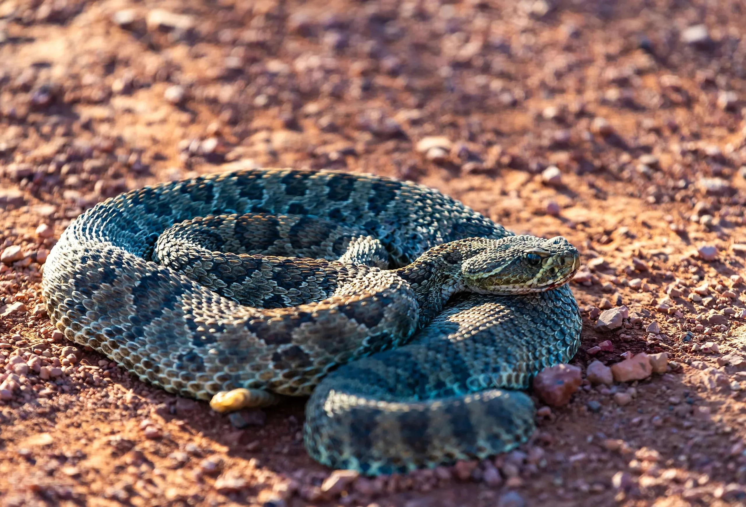 Desert National Parks live in the world’s most dangerous hunters which means to clash, invite death, see incredible views in the video