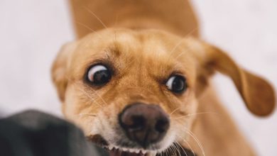 Girl not omitted, even after his rabies got into rabies, died of dog bite