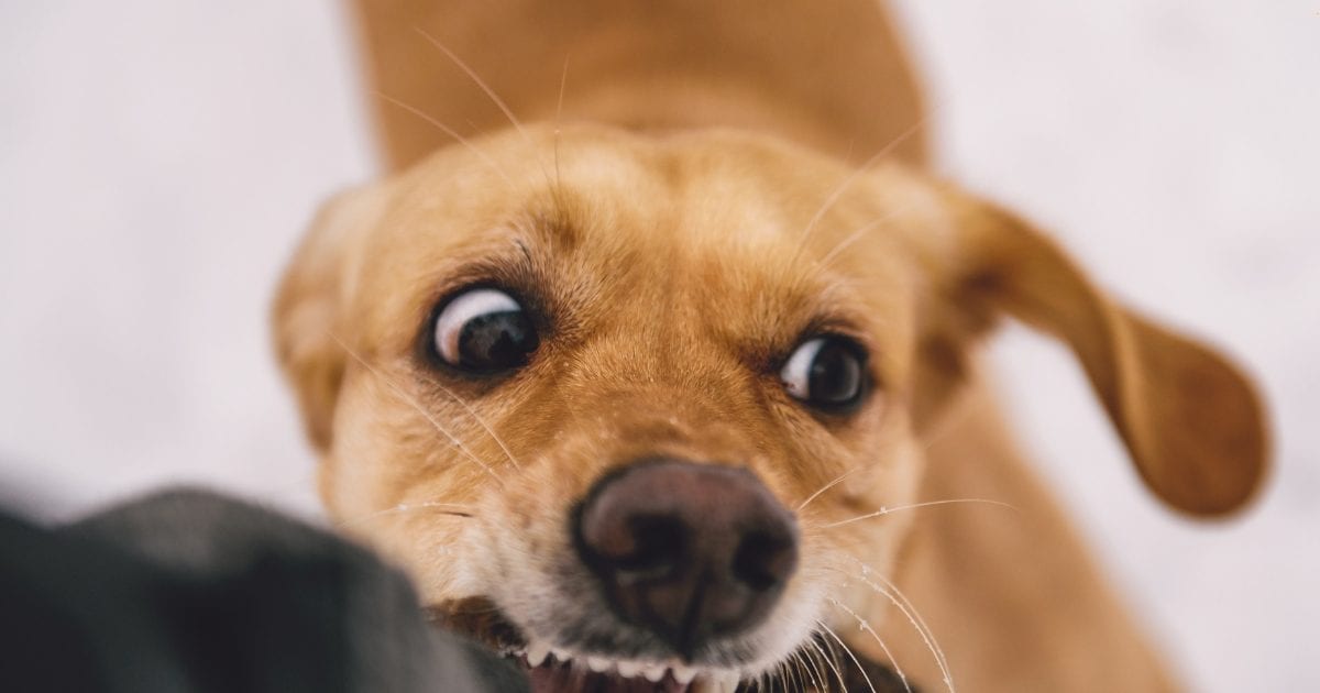 Girl not omitted, even after his rabies got into rabies, died of dog bite