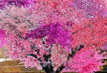 40 types of fruit in the same tree