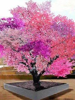 40 types of fruit in the same tree
