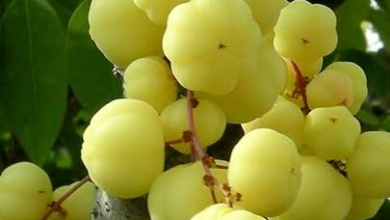 Not amla but no less, ‘star gujberry’ full of health and taste