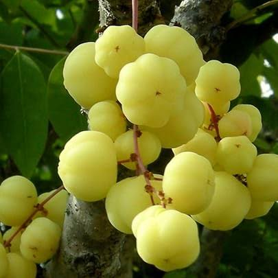 Not amla but no less, ‘star gujberry’ full of health and taste