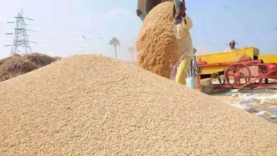 Bihar Wheat Price: Wheat yield can be influenced by West, the acquisition is made by June 15; This is the government rate -Bihar wheat production can be influenced by the Westerly Wind purchase will be done until June 15