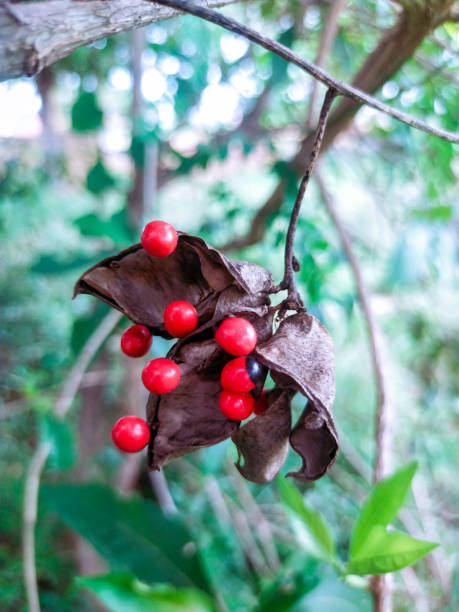 10 most toxic plants in the world