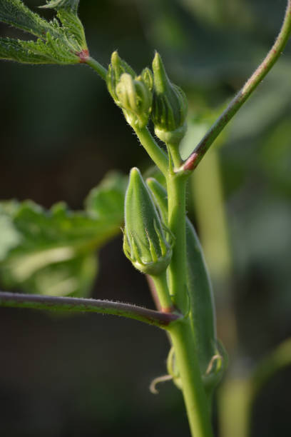 Okra to grow at home in pot