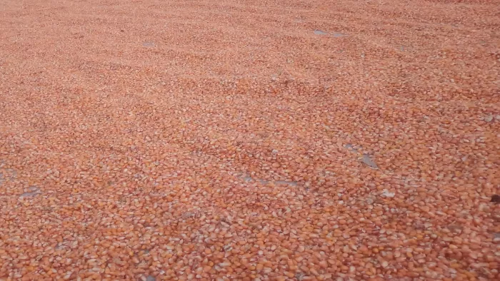 Katihar News: Farmers disappointed because of the falling value of maize, which dropped from 400 to 500 rupees per quintal – Katihar News Farmers disappointed due to falling price of maize fall from 400 to 500 rupees per quintal