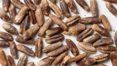 Date seed will be healthy by using it