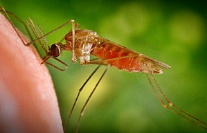 Increasing cases of black fever in western bengals increased people’s anxiety