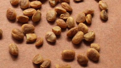 Eating Chironji will have health benefits