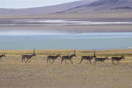 The population of rare and endangered wildlife and flora in China is constantly increasing