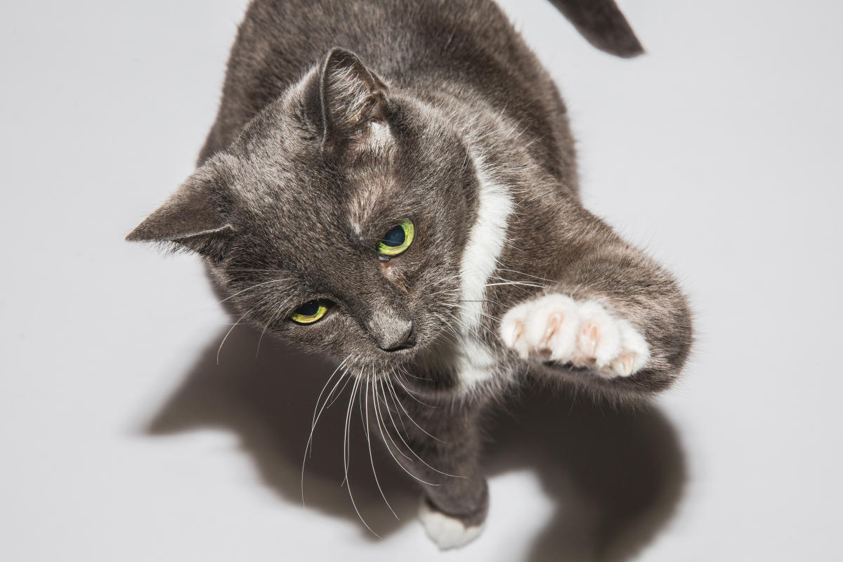 When the SHOULD I WORRY ABOUT A CAT SCratch? Here’s what Experts Say. – ryan