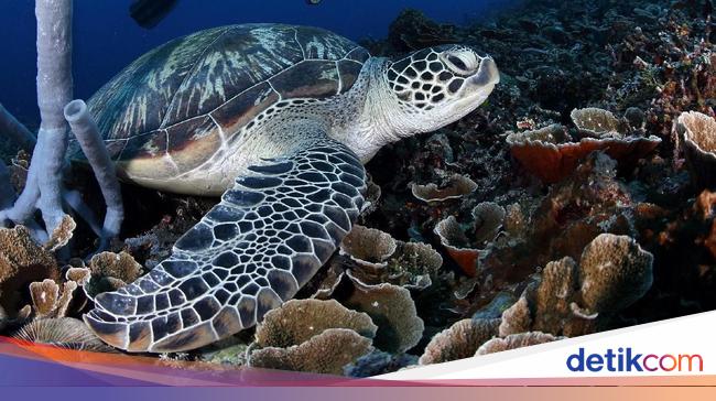 World Turtle and Turtle Day 2025: Themes and how to celebrate them