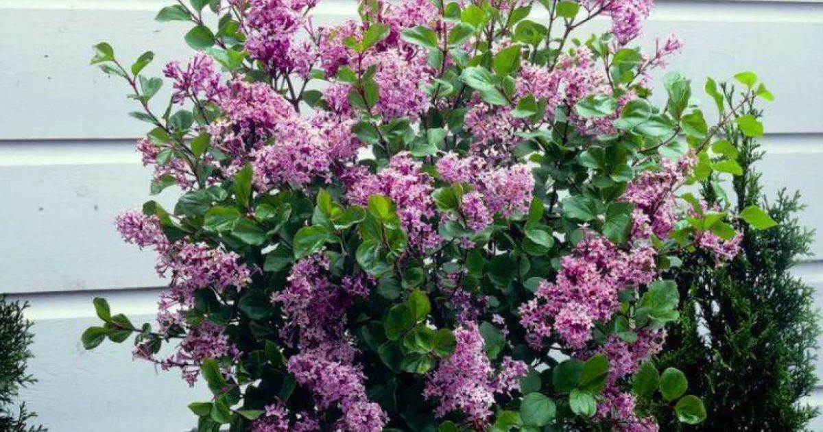 korean-lilac-tree-that-blooms-twice-a-year-gets-slashed-by-20-in-spring-sale