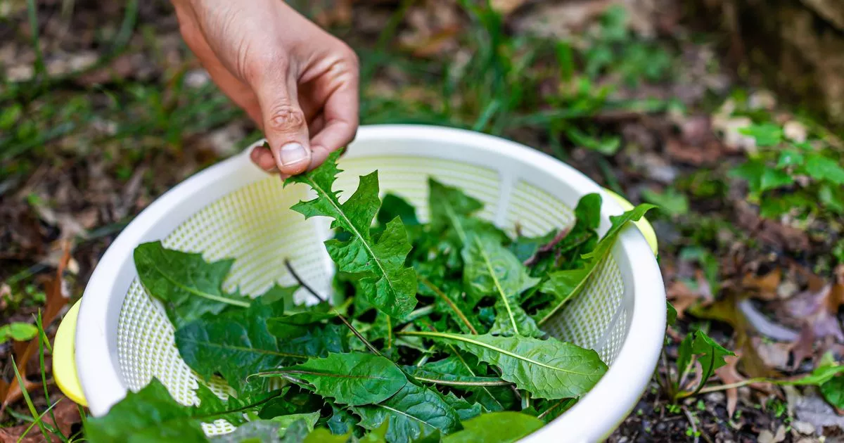 garning-fan-urged-not-to-throw-away-dandelions-the-weeds-earn-small-known-use