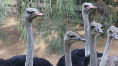 Where does the world’s largest bird live?
