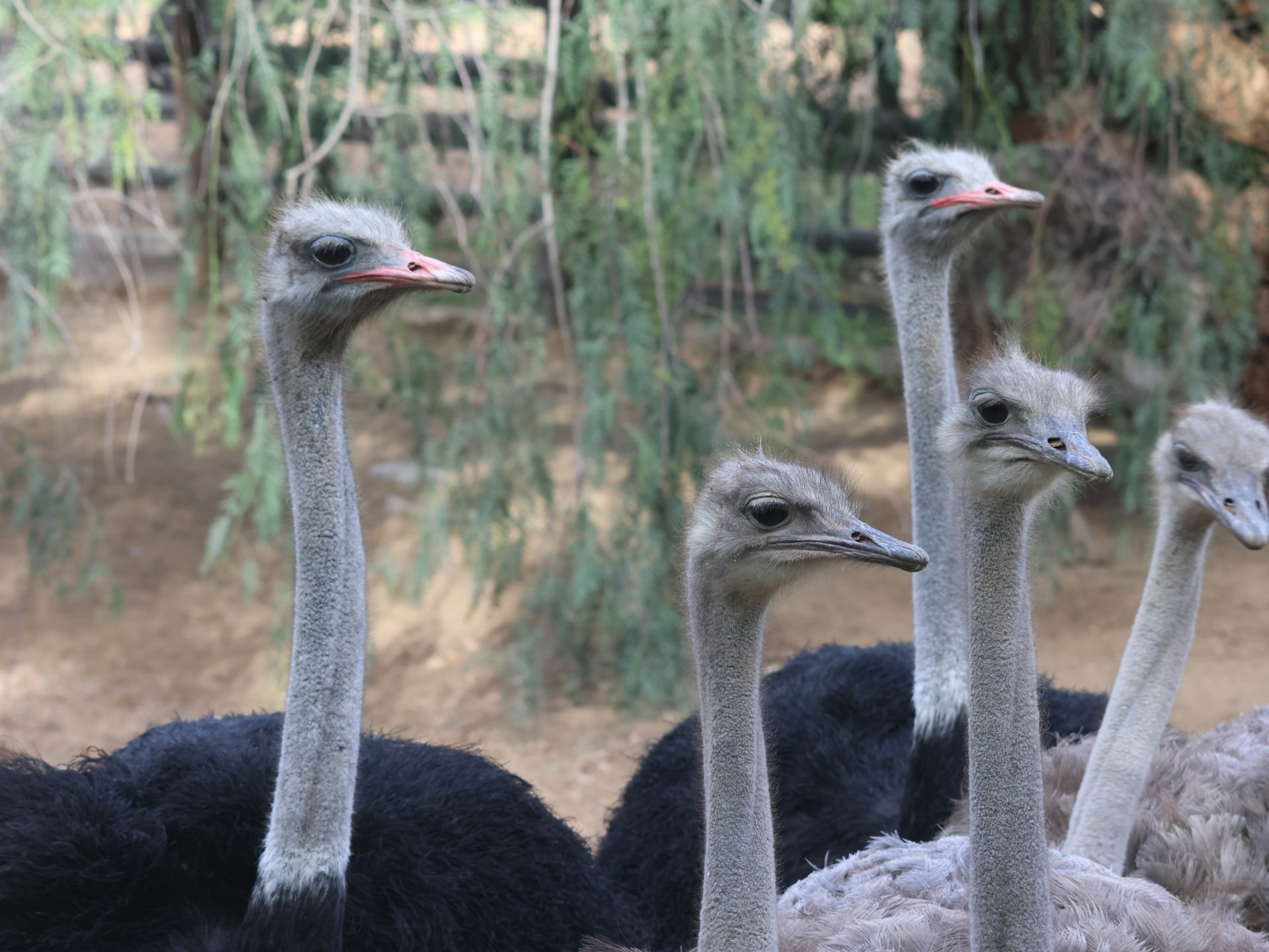Where does the world’s largest bird live?