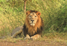 Beginning of the ‘Baghdev’ campaign in pencil Tiger Reserve, Clay Tigers will be made