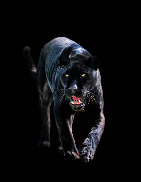 World’s 8 most unique black animals