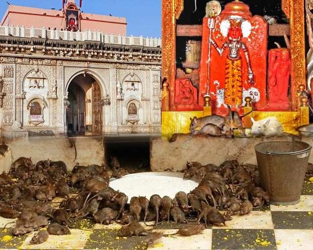 Why is the Temple of Karni Mata famous? Know why the dedicated here are given to the devoted