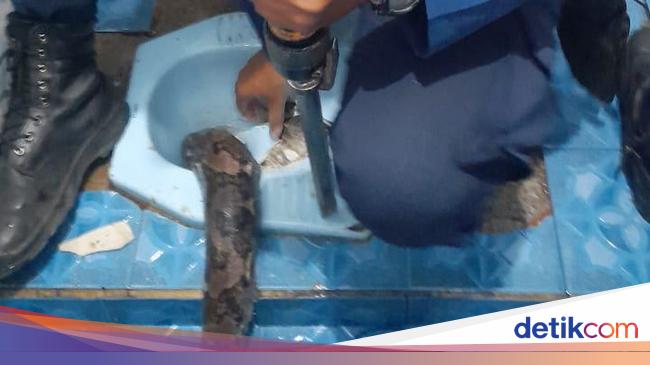 Hiii! Snake 3 meters entered the home toilet of residents in Bogor