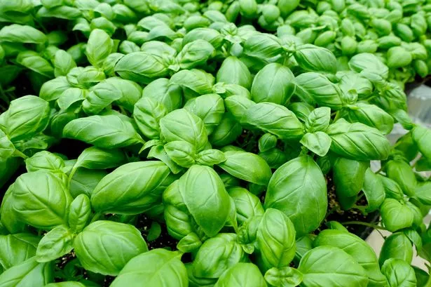 gardener-has-‘easy’-basil-trick-that-will-‘double-your-amout’-in-no-time