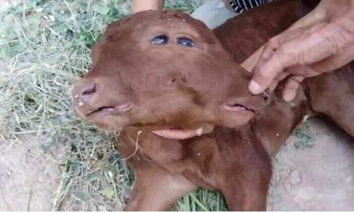 Miraculous calf with two mouths and four eyes born here came people together to see