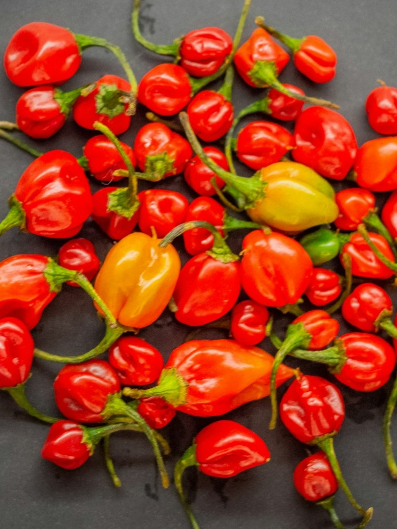 World’s most sharp chili